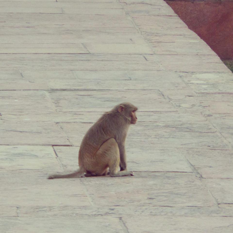 LittleBrookRoad's tweet photo. FACT: Guard walks with large monkey in Sikandara to scare off small 1s. More @LittleBrookRoad #HeHoLetsGo #Travelblog http://t.co/z7qqW2M7LF
