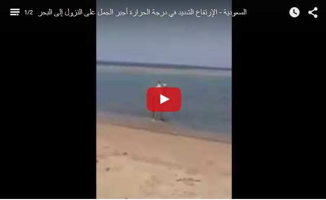 ajlnews's tweet photo. #فيديو

شاهد.. "جَمَل" يهرب إلى الشاطئ من شدة الحرارة

http://t.co/Yx7VPP0hSF

- http://t.co/SLLcMkeFzQ