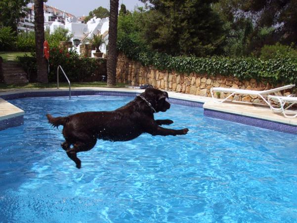 MSassociation's tweet photo. #DogDaysOfSummer are here! Don’t #SwimForMS alone - bring your pup for a dip &amp; share pics! http://t.co/LbAfETEJ8x http://t.co/Bh7OSmf2jo