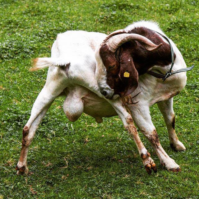 Colin Heinrich on Twitter "Do I have any goat expert friends that can