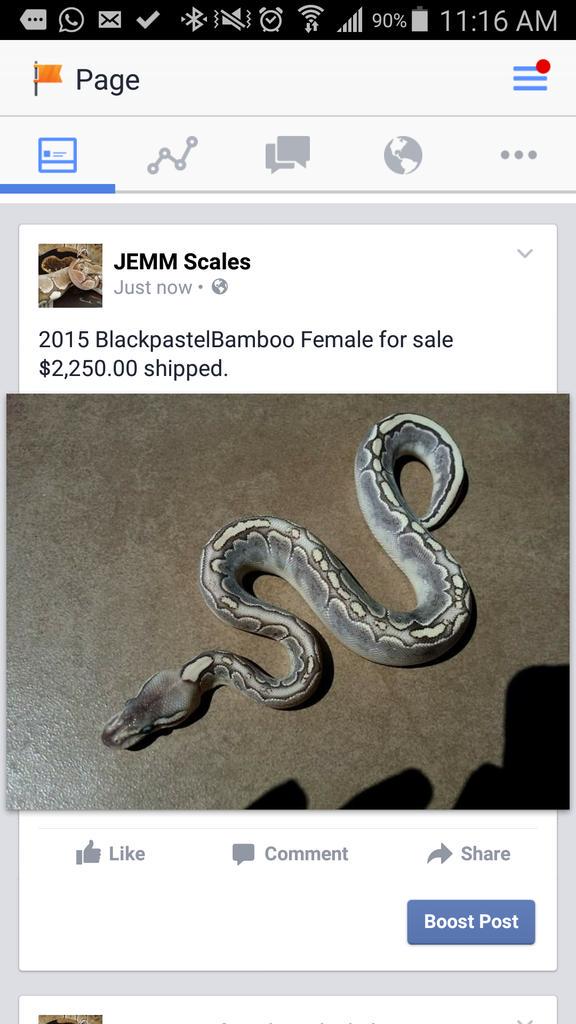 Puerto Rico Reptiles (@prreptiles) on Twitter photo 