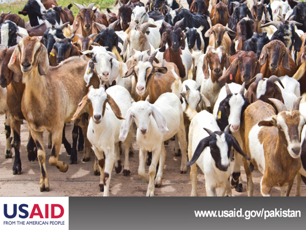 #USAID is launching a new project for development of #Pakistan’s #livestock for intl & domestic #AgriculturalMarkets