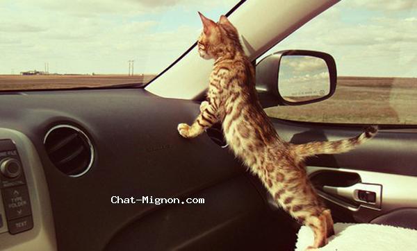 Chat Mignon Com Chatmignoncom Twitter