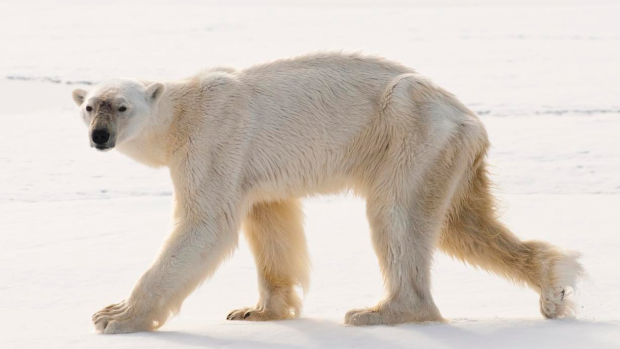 cbcasithappens's tweet photo. Adapting to a new environment? This hungry polar bear's record breaking 'aquatic stalk': http://t.co/o6QrhxKBAv http://t.co/ukENhsa6QJ
