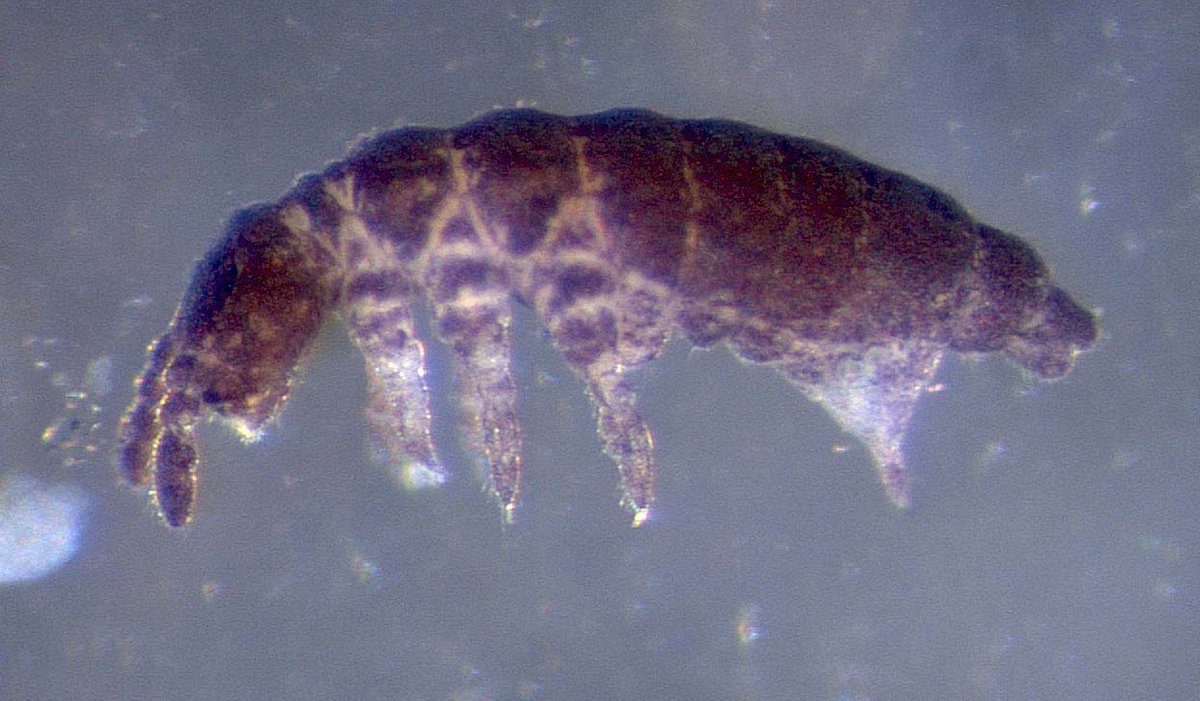 cjanion's tweet image. See our latest #springtail paper. Indirect effects of habitat disturbance on #invasion. goo.gl/O9veLQ