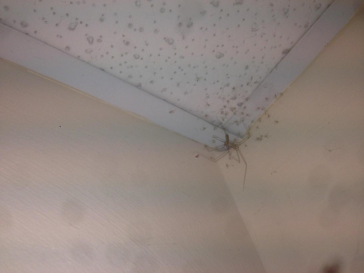 RealMattyboy's tweet image. The work toilet spider had its babies today. So proud.