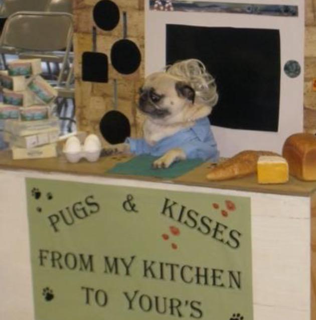 HSPproblems's tweet image. Pugs are perfect dogs for us #hsp's! They are patient, understanding, and always good for a 😂 what's your fav dog?