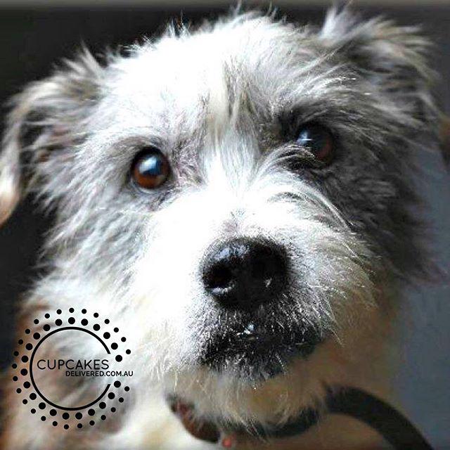cupcakesaus's tweet photo. Support Ralph! Sign up for #rspcacupcakeday to support animals in need. Order cupcakes at http://t.co/FmwwHY3PYU now! http://t.co/tYPNLwEYvE