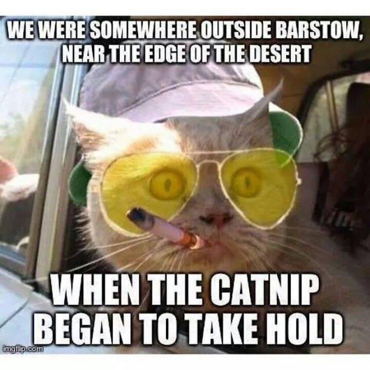 mitzleplick8's tweet photo. We can't stop here, this is bat country! http://t.co/wk7VdT0EDq