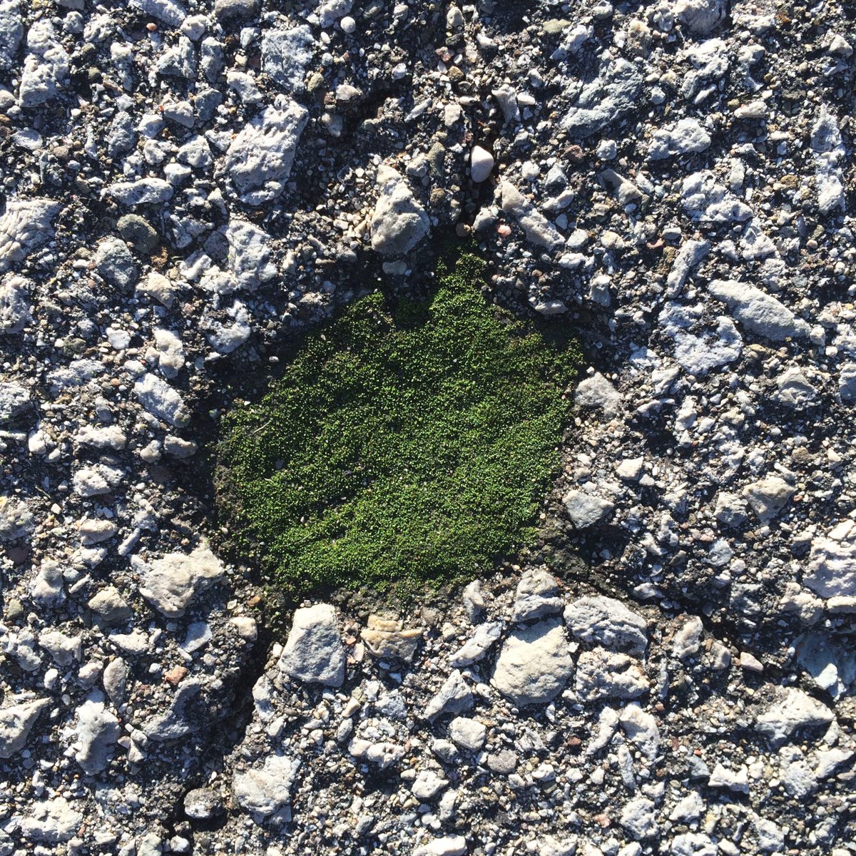 rbg_science's tweet photo. Charming #microcosm: tiny moss colony has foothold in parking lot. #TenaciousLife #Moss http://t.co/FWRFpAd8nc