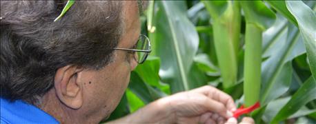Crop Watch: See how plant spacing matters up close and personal bit.ly/1E7WmpM