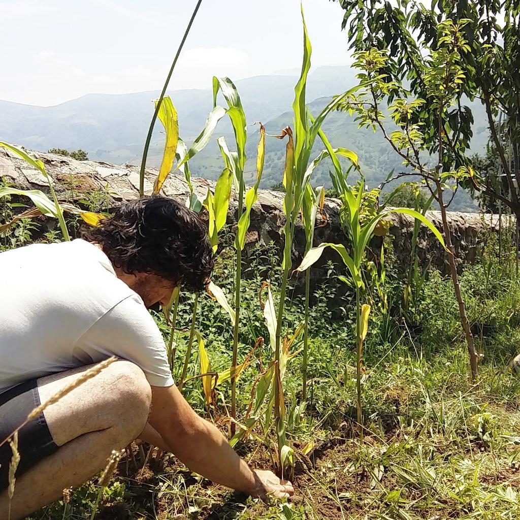MundoLanar's tweet photo. Empezando a trasplantar el #JardínTintóreo. #Sorgo #SlowColors #NaturalDyes #ValleDeSoba #SlowLife http://t.co/4SxtXtnUVR