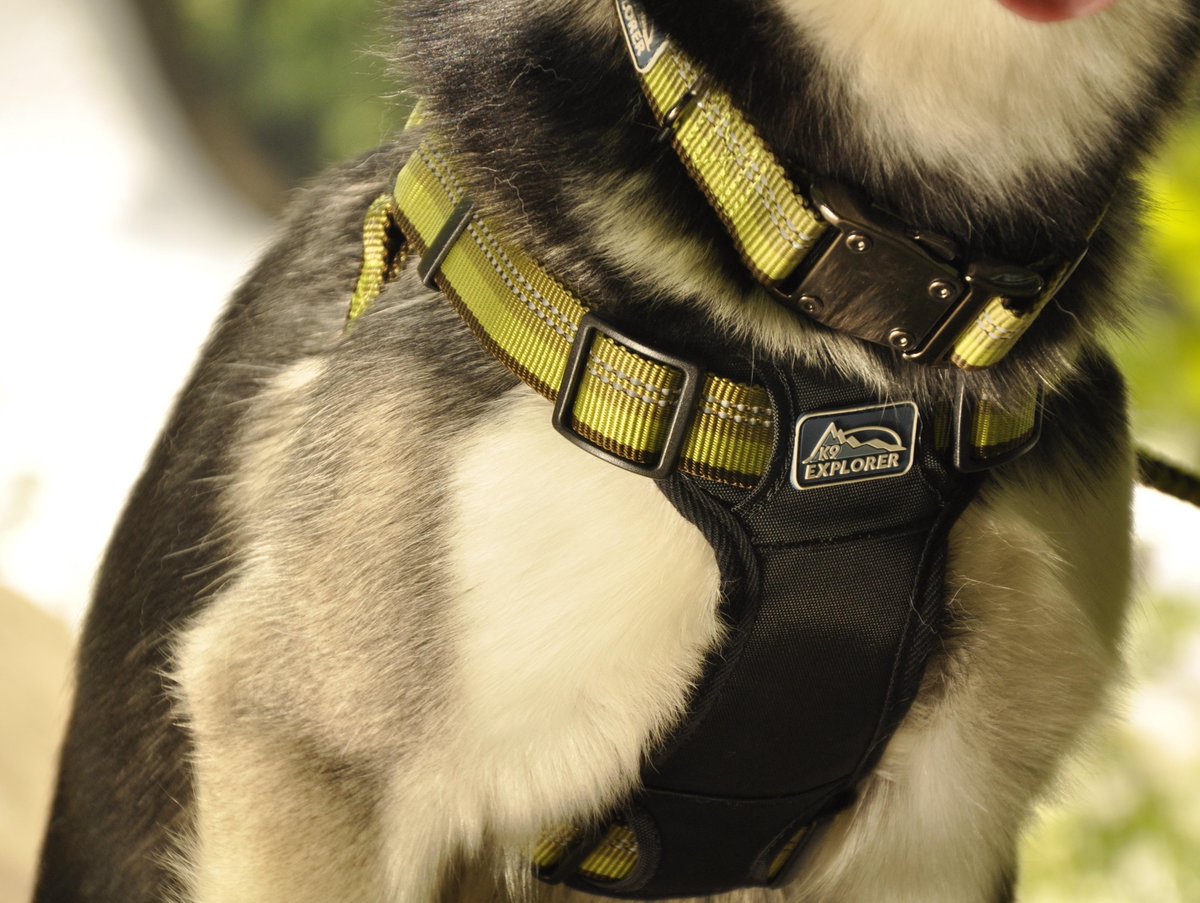 k9 explorer harness