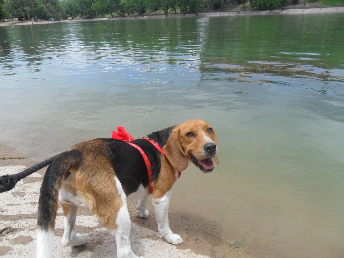 Pruny_thebeagle's tweet photo. @BeagleMum78 #100HappyDaysOfBean Hope Bean and Pruny are playing all day together and doing zoombies OTRB http://t.co/fnTGRo1Wo9