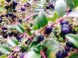 SOTPMonterey's tweet photo. Happiness Challenge-Cherry Picked http://t.co/eG7JQCxUTg http://t.co/76FlEm0dAr