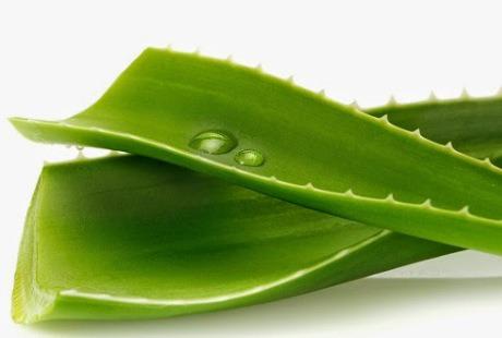 Babosa no combate à prisão de ventre silvestrefoliage.com.br/index.php/2015…