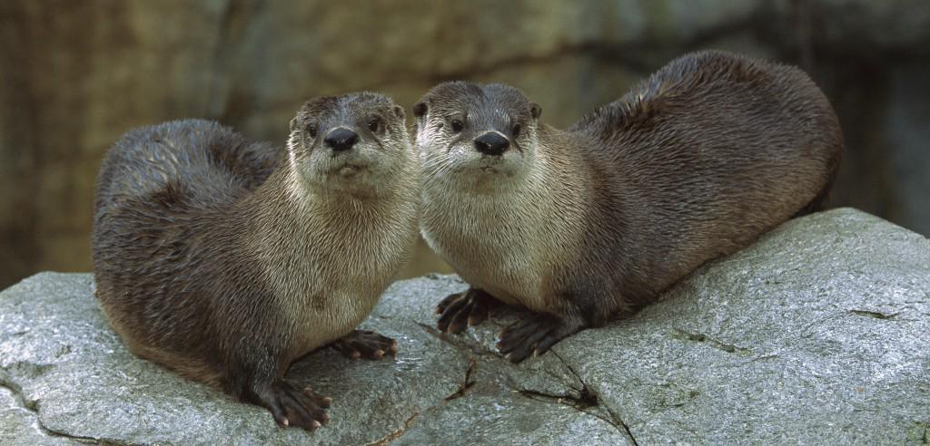 hakaimagazine's tweet photo. They're baaack! The return of the San Francisco river otter: http://t.co/iQIr1N4T9J http://t.co/Ydf1bXp4IK