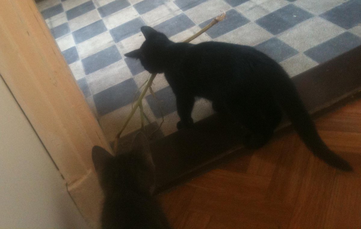 mayathecat15's tweet photo. Pretending to be a dog today #mansbestfriend #catsvsdogs http://t.co/ZM5trnDXBE