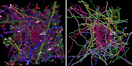 UMengineering's tweet photo. To unlock the mysteries of brain disorders, @Umich seeds interdisciplinary research. #MiBrain http://t.co/BeQs1DBLxO http://t.co/MmaPhWJmi5