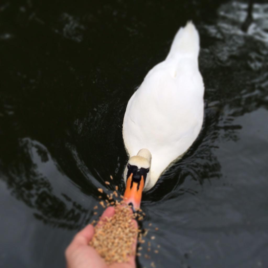 Feeding time!! <a href="/Michael_Yong/">Michael Yong</a> <a href="/millieandmeg/">Millie and Meg</a> <a href="/glosinfo/">www.glos.info - Gloucestershire</a> <a href="/soglos/">SoGlos - Gloucestershire's leading media brand</a> <a href="/HeartGlos/">Heart Gloucestershire</a>