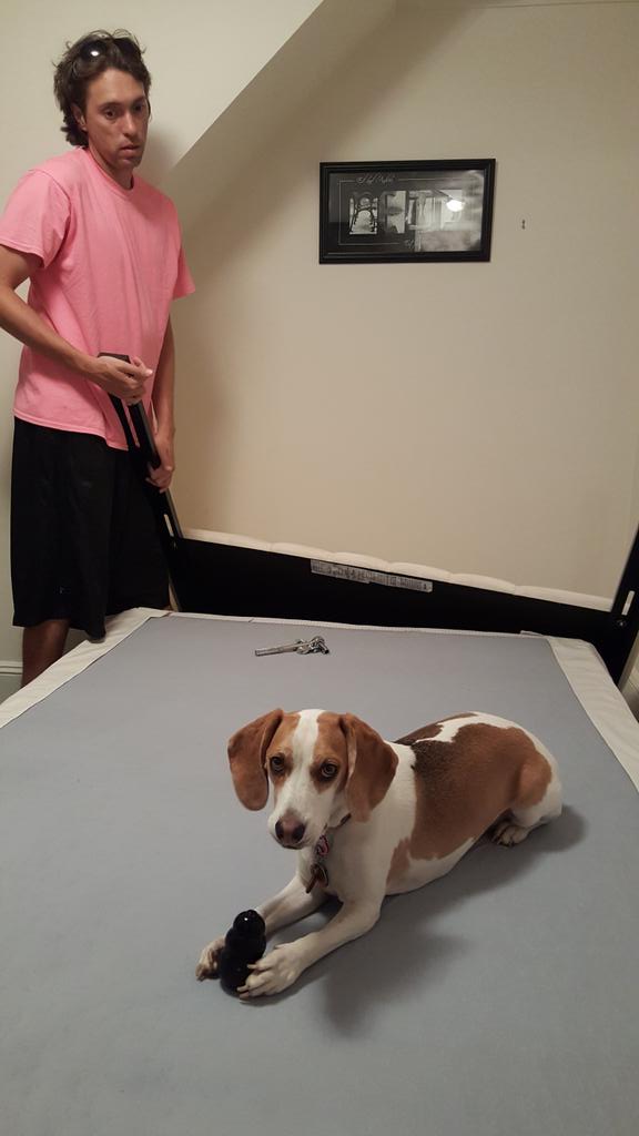 JelloBeagle's tweet photo. I decided the ONLY place to chew my banana Kong was smack on the bed D was trying to assemble ๐ #100happydaysofbean http://t.co/iWs1Rw6Rwe