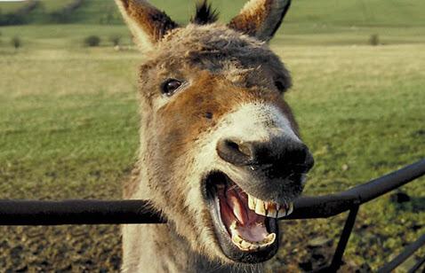 Image result for worst donkey