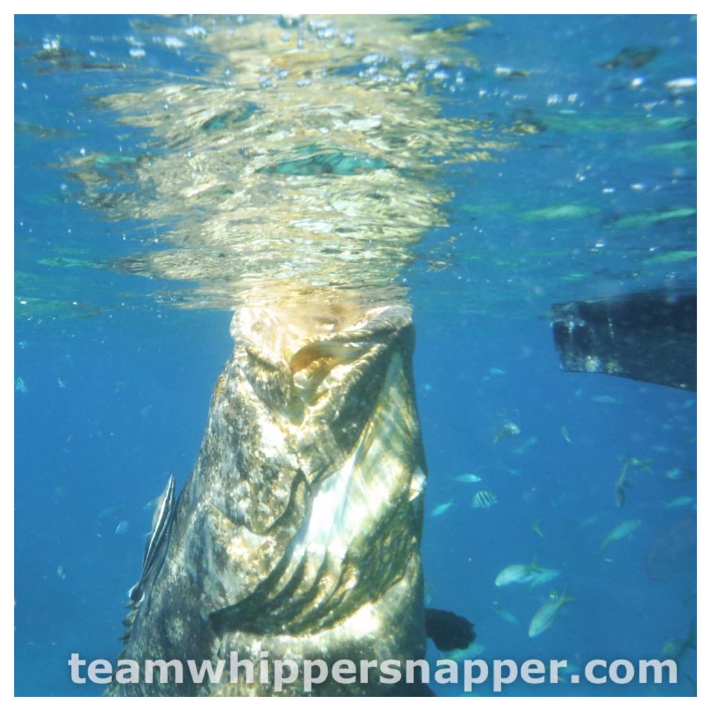 Thewhippersnapper tweet media