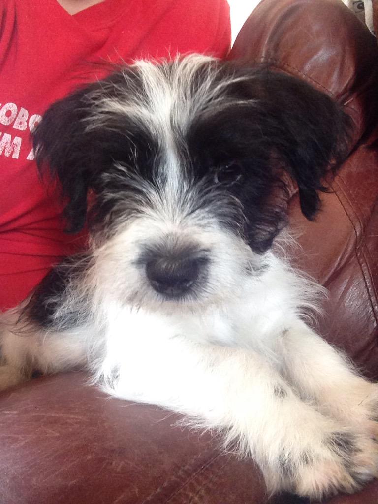SweetSkipShop's tweet photo. Watching #SecretDealers with my puppy Archie! 🙊 #relaxed http://t.co/Gvm5UpYLwe