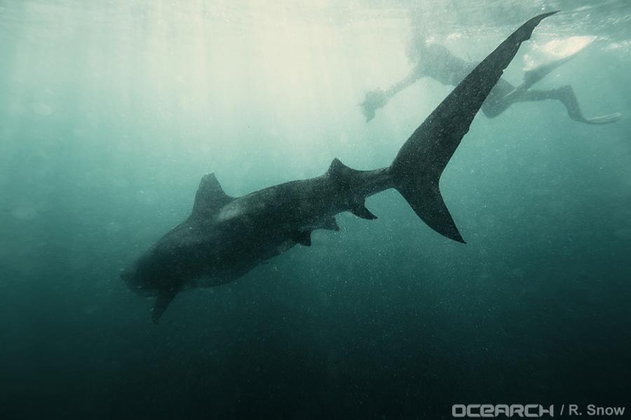OCEARCH's tweet photo. .@Perth_the_Shark is the largest #tigershark tagged on #ExpeditionWA - 1,198lb and 13ft 3in: http://t.co/EvTdZxW8Mf http://t.co/hdRSmPfkRL