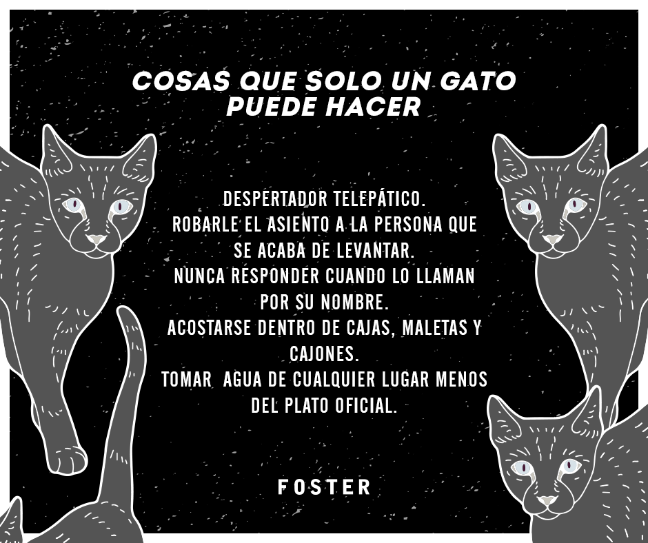 Fosterchile's tweet photo. Insportablemente adorables. #MundoFOSTER http://t.co/5fHT3QW3G6