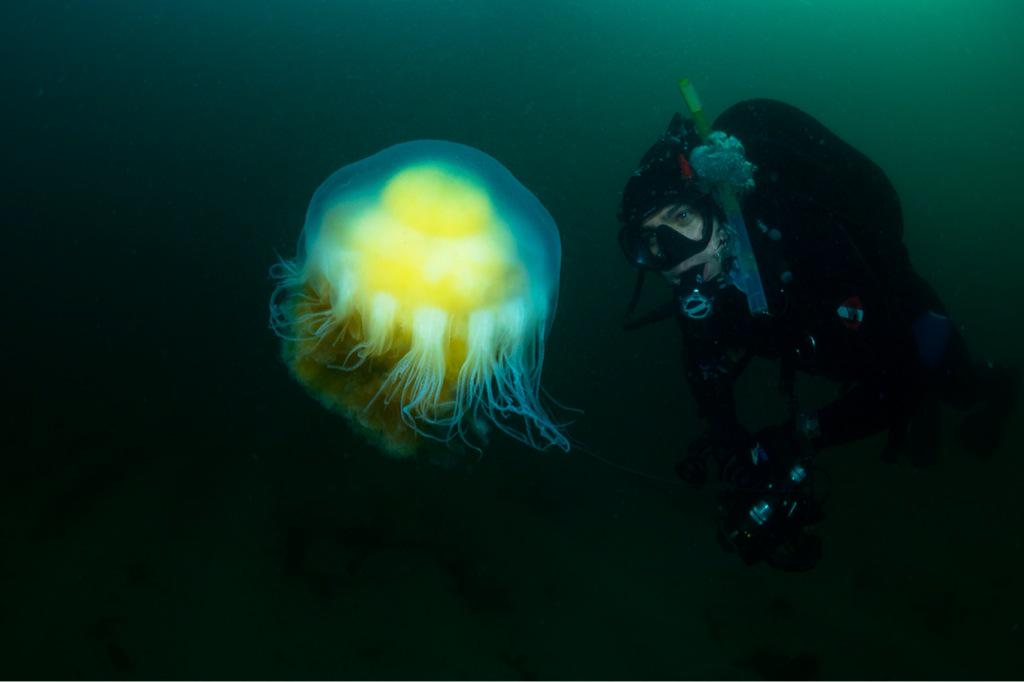 underwaterpat's tweet photo. Diver breakfast: egg-yolk jelly and bro-ham! Poached this shot at #monasterybeach @BBCBigBlueLive @MontereyAq http://t.co/Bh8LPhw46K
