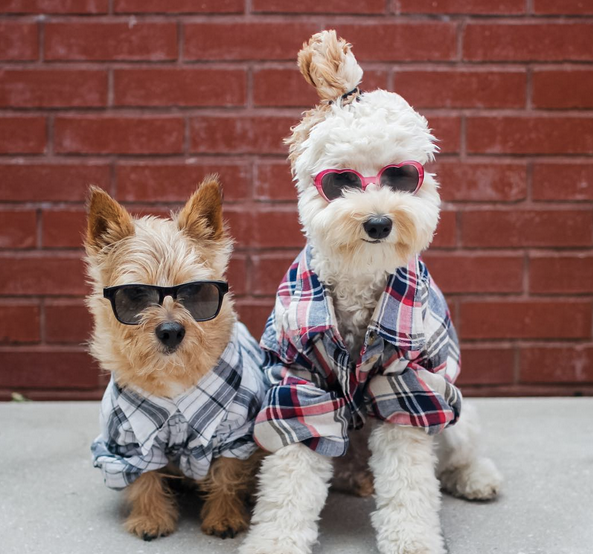Adorably's tweet photo. This #DogBun Trend Is The Cutest Thing To Happen To The Internet
http://t.co/Go1kAYb2Al http://t.co/I2xh7KQsgr