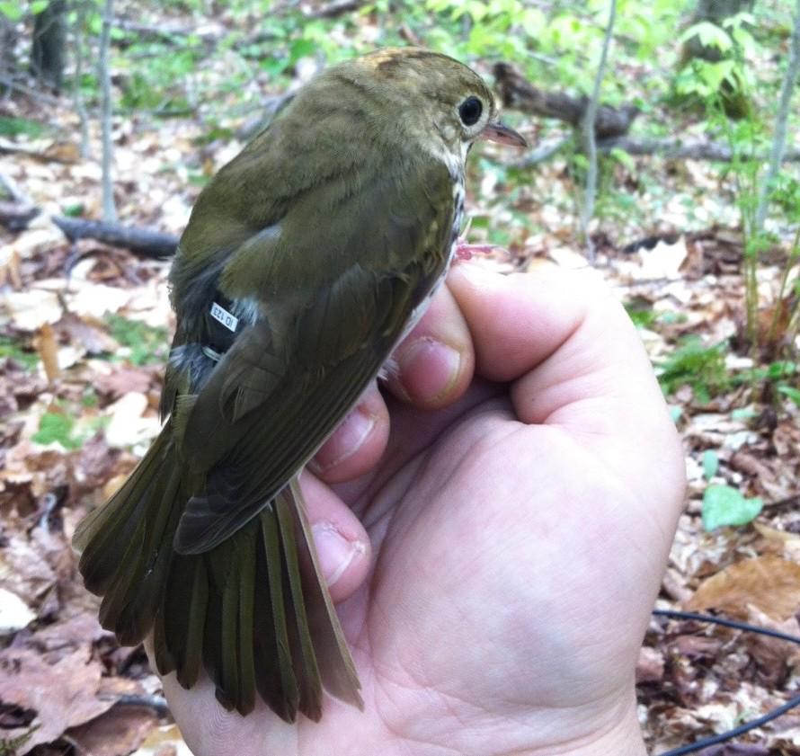 SCBI scientists say to avoid bias species should be studied year-round READ: s.si.edu/1KQCBL9 #WeSaveSpecies