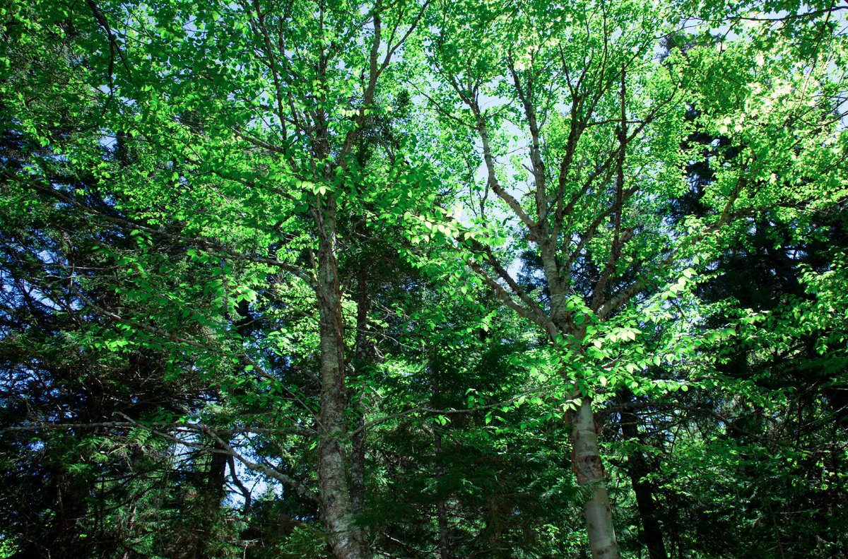 Where did these hummingbirds fly? #NaturalHabitat #NaturalHistoryMuseum #SharingPhotos #ShowingThemTheirHome