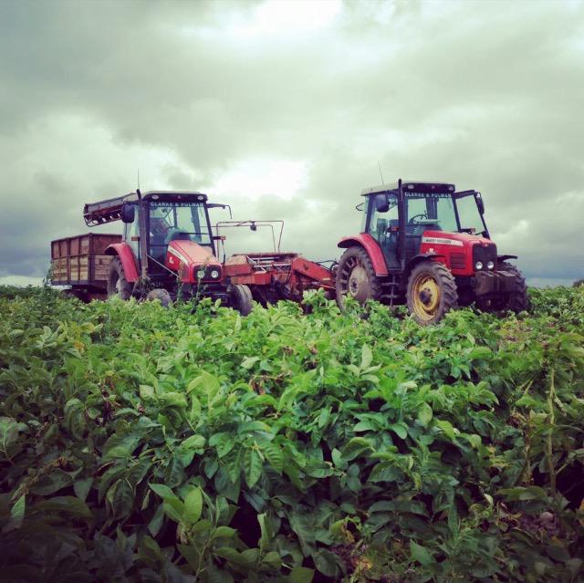 Busy harvesting our latest crop of new potatoes!