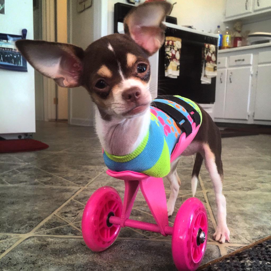 TurboRooDesigns's tweet photo. Meet RubyRoo! The newest addition to the TurboRooDesigns family! #3DPrint #PetProsthetics #3DPrinting http://t.co/TXrbsdAPnn