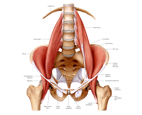 vancity_therapy's tweet photo. I don't doubt this for a minute! Muscle of the Soul: Psoas #mindbody #wellness #mentalhealth http://t.co/A1Y6k4JPi9 http://t.co/EJFGP9gpBP