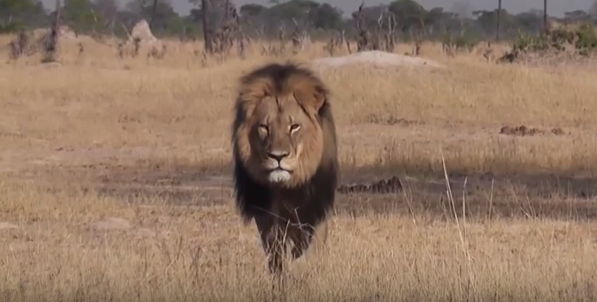 ICYMI: These 3 US airlines have prohibited hunting trophies following #CecilTheLion's death: youtu.be/bzS7F7cmGyc