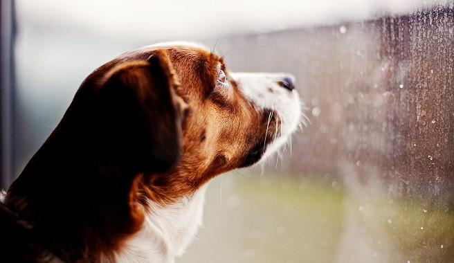patrmarsh's tweet photo. No todos tienen un hogar donde resguardarse del frío y la lluvia. 
Ayuda a un perro abandonado, no cuesta nada.
RT http://t.co/vwdRSi1s9L