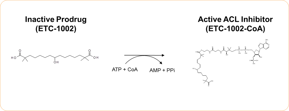 #ETC1002 is converted to an active #ACL inhibitor (ETC-1002-CoA) by endogenous liver ACS activity.