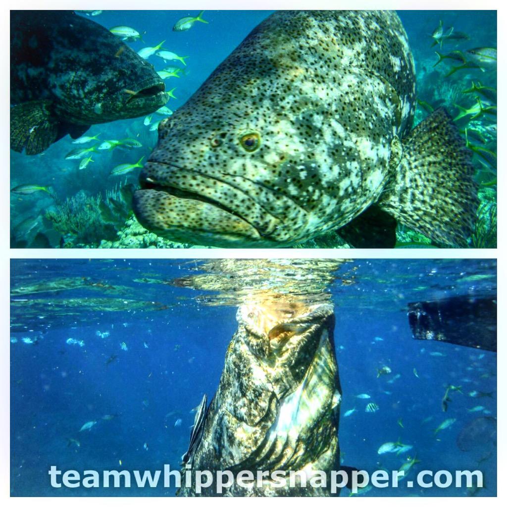 @GuyHarveyShirts <a href="/TheScubaNews/">The Scuba News</a> <a href="/DiveMedia/">DiveMedia 🤿</a> <a href="/Dustyjwilson1/">Dusty Wilson</a>