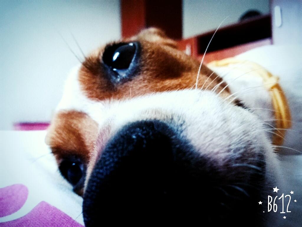 Anam_Padilla1's tweet photo. #jackrussellterrier
#slepptime http://t.co/fK88WlhXNw