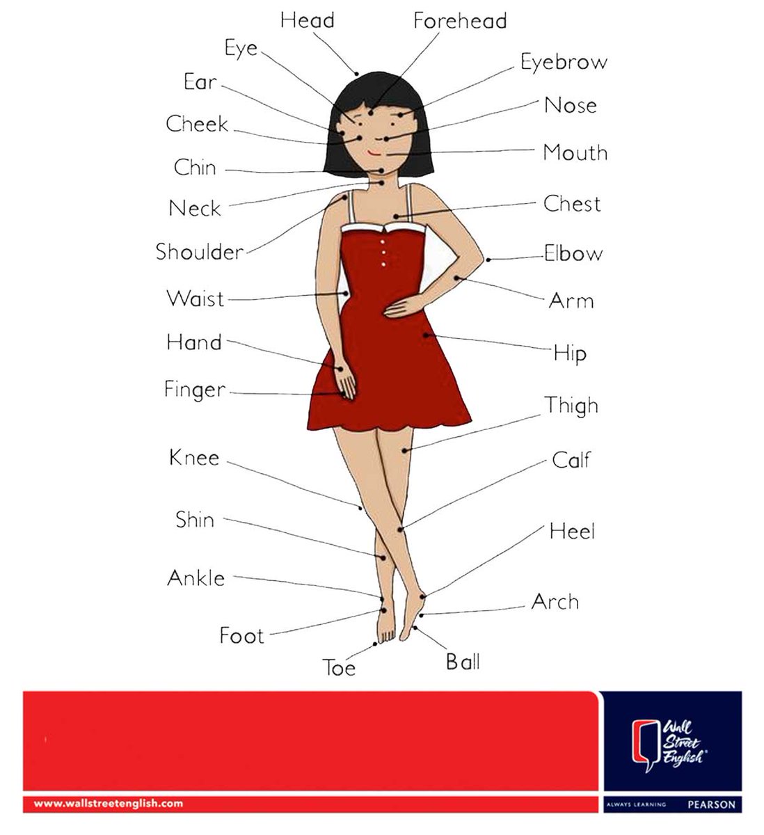 body-parts-of-woman-name-with-picture-inner-organs-of-human-body