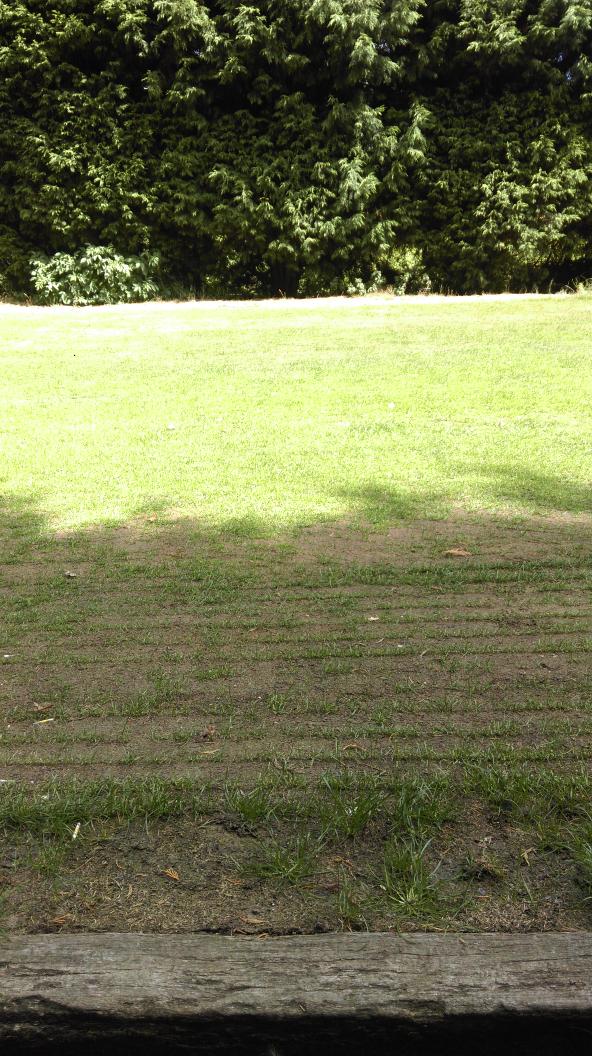 Steve1Connolly's tweet photo. If there's ever a reason why conifers should, not be planted #LetThereBeLight
#WrongEnvironment #KeepitONatural http://t.co/hbCbFST49X