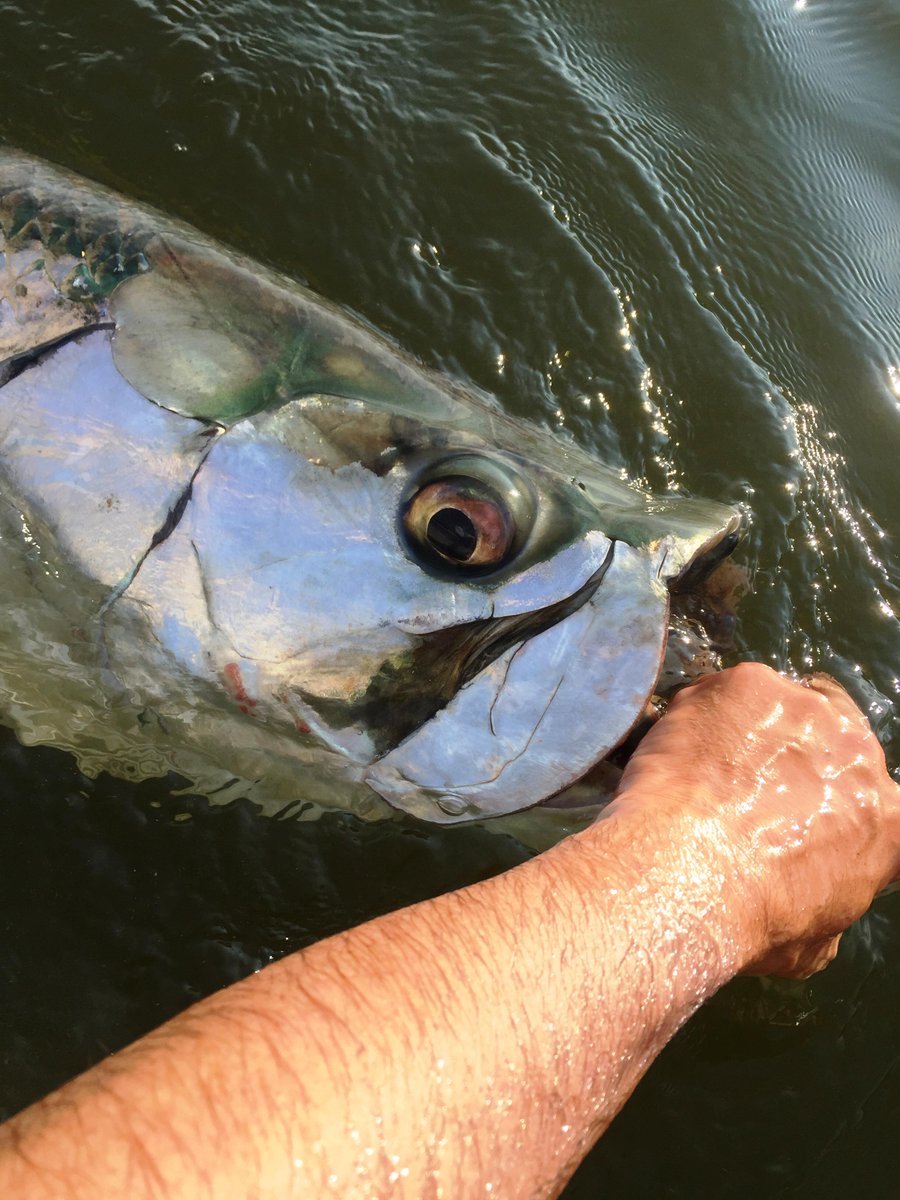 A Raleigh angler has landed North Carolina's first-ever confirmed tarpon on a fly. Read more.
ow.ly/QwPt2