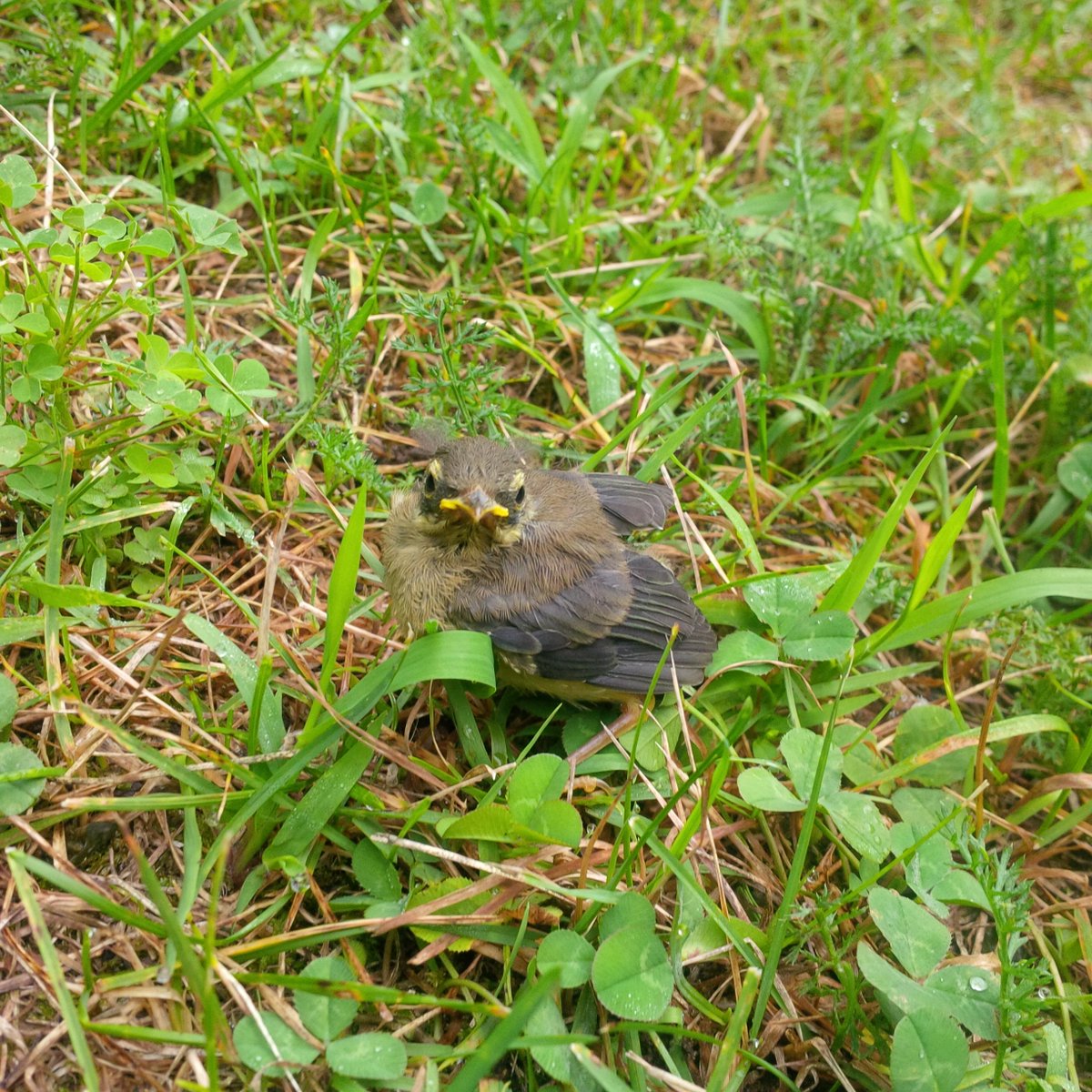 This is an appropriate subject for a "tweet"!  Look who is out and about at Springwater today!