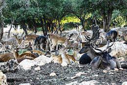 LetsGoToJordan's tweet photo. محمية ومغارة برقش ( غابات برقش ) في شمال #الأردن كنوز تجذب السياح من جميع بلاد العالم #اكتشف_الأردن #يلا_على_الأردن http://t.co/6N5vAxLCaq