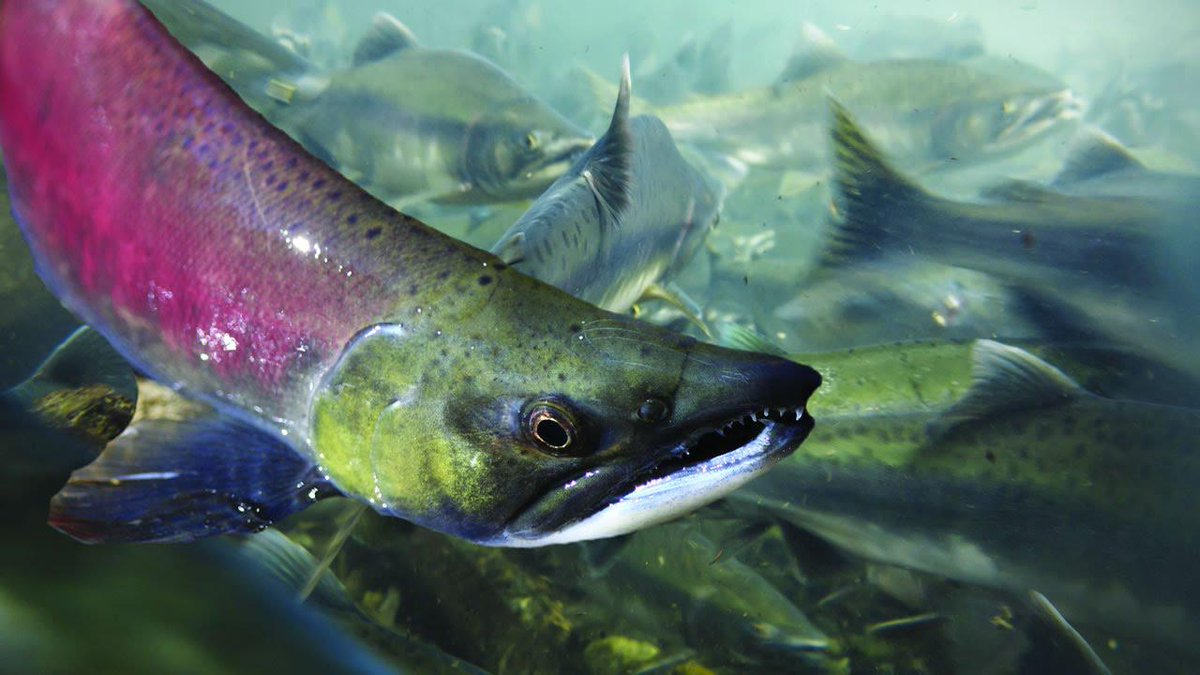 adndotcom's tweet photo. Forest Service video cam spies on spawning salmon http://t.co/n9EZkbDong http://t.co/2JcPZcSKmm
