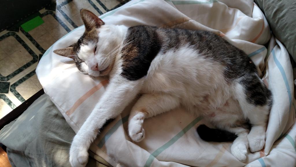 Earthdriver's tweet image. King Kafka sure knows how to relax!  #Earthdriver #JeremiahHosea #August14th