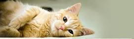 michaelcarshare's tweet photo. Uber has puppies. We have cats. @CSA_Aaron #cats http://t.co/F0Ebl7LCU0